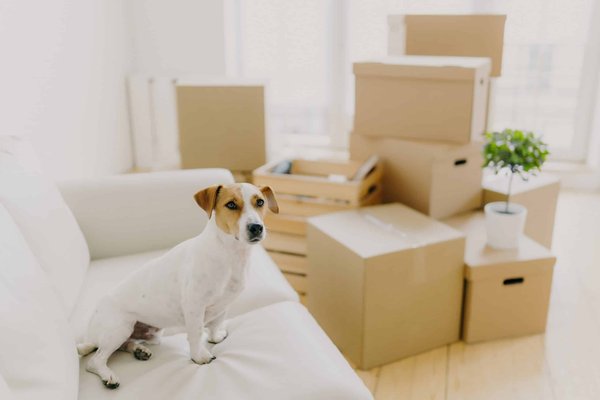 How Can You Create a Cozy Atmosphere in a High-Ceiling Living Room?